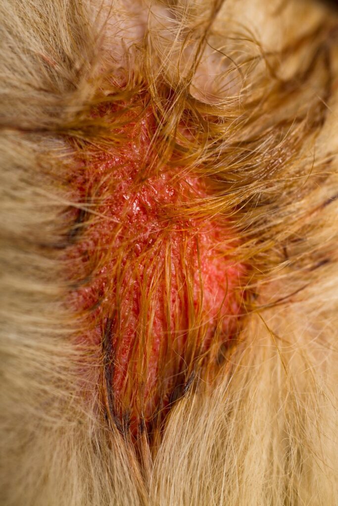 wet eczema dog