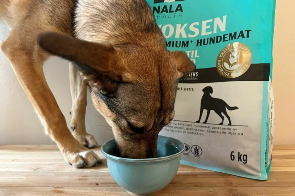 Insect protein for dogs