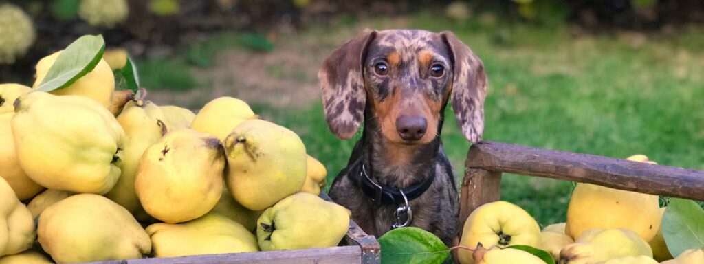 Understanding Antinutrients in Your Dog&#8217;s Diet