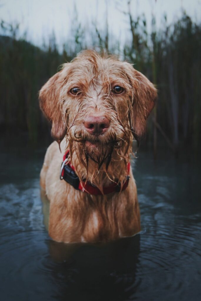 wet eczema dog