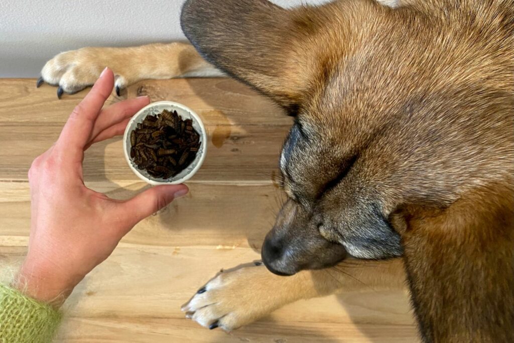 Insect protein for dogs