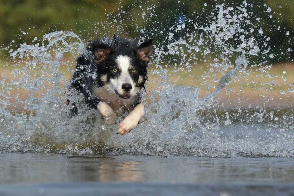 wet eczema dog