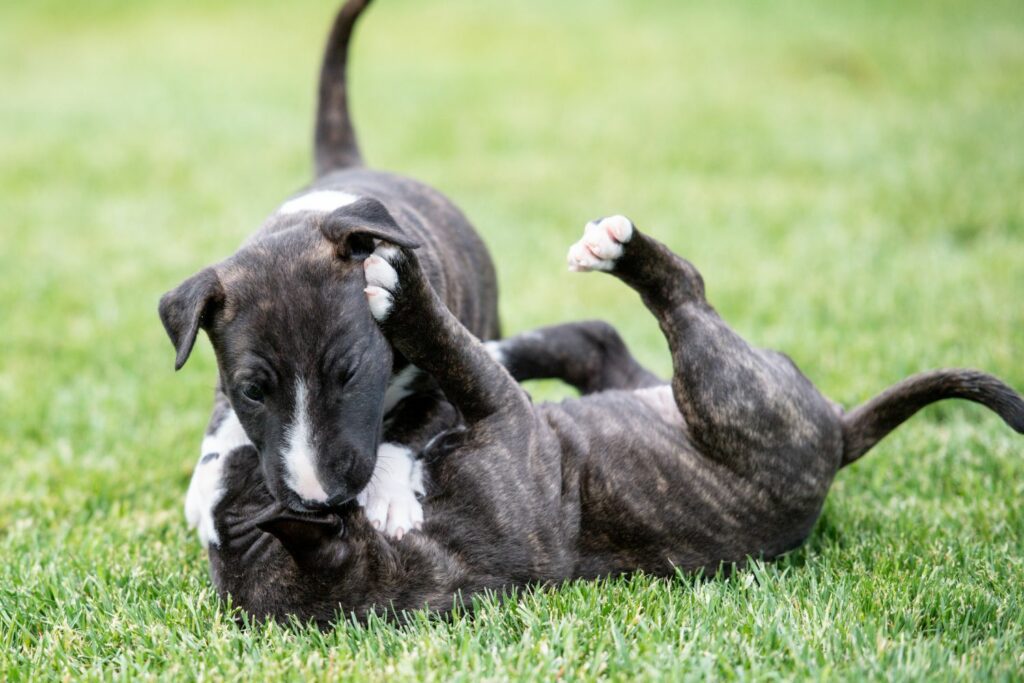 Puppy biting