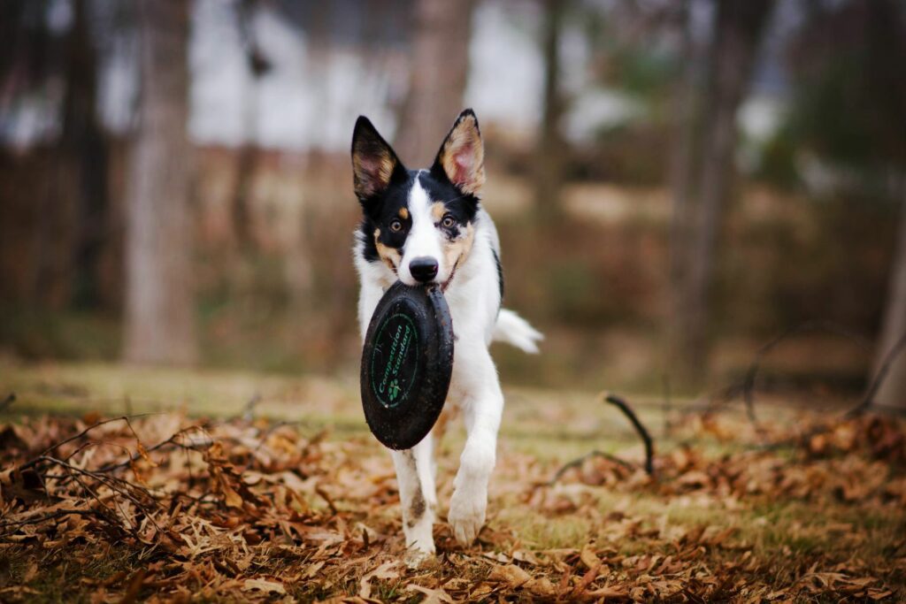 Chitin in dog food