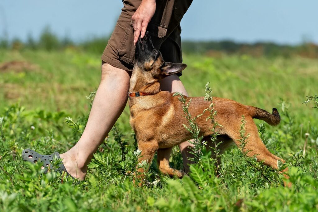 Puppy biting