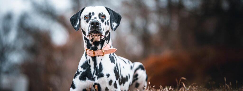 Dogs&#8217; Sixth Sense: detecting disease