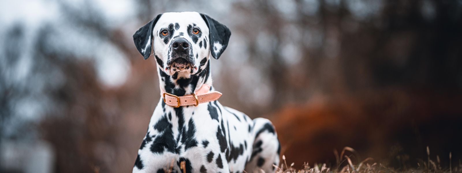 Dogs’ Sixth Sense: detecting disease