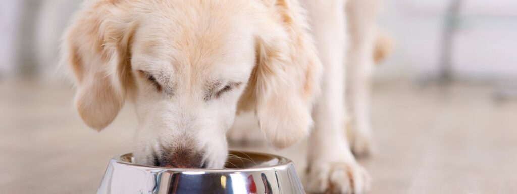 Chitin in Dog Food