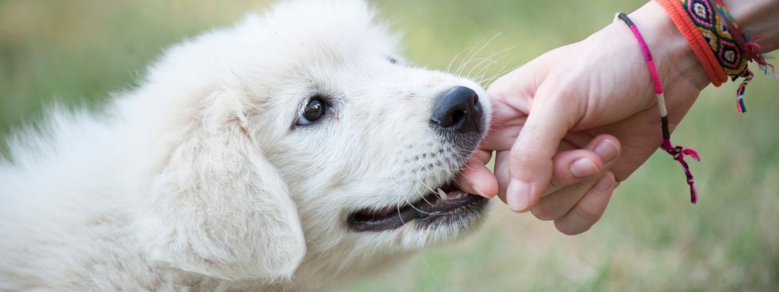 Teething and Biting in Puppies