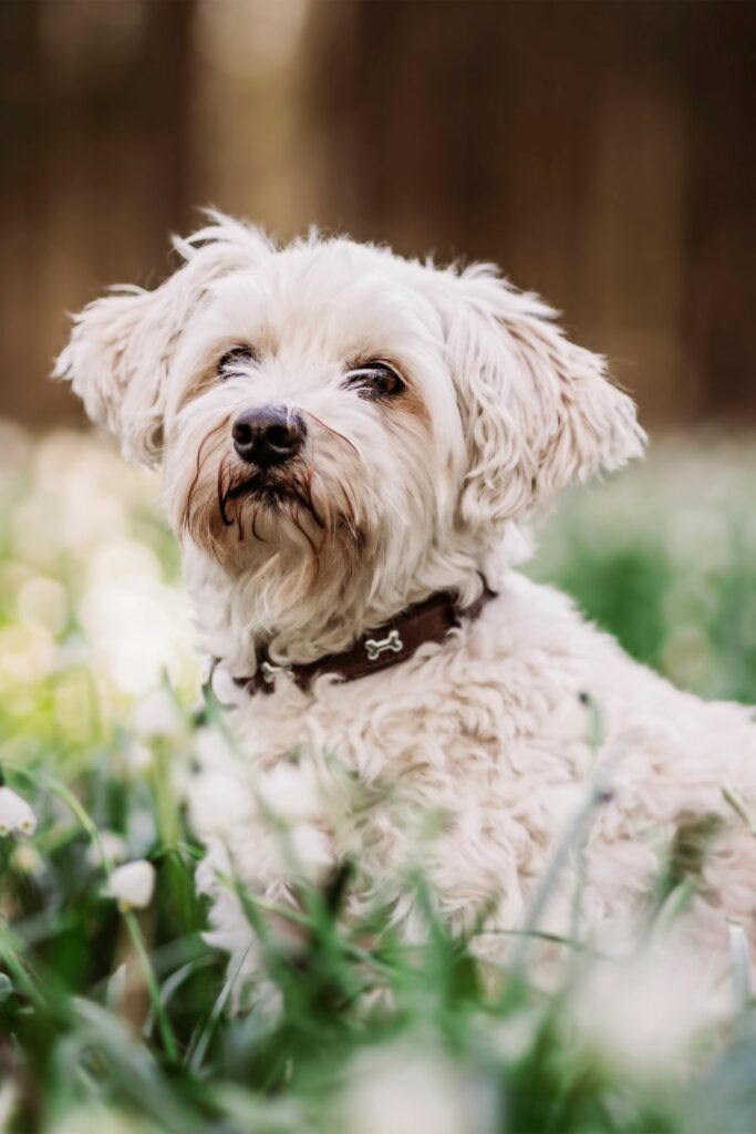 Chitin in dog food