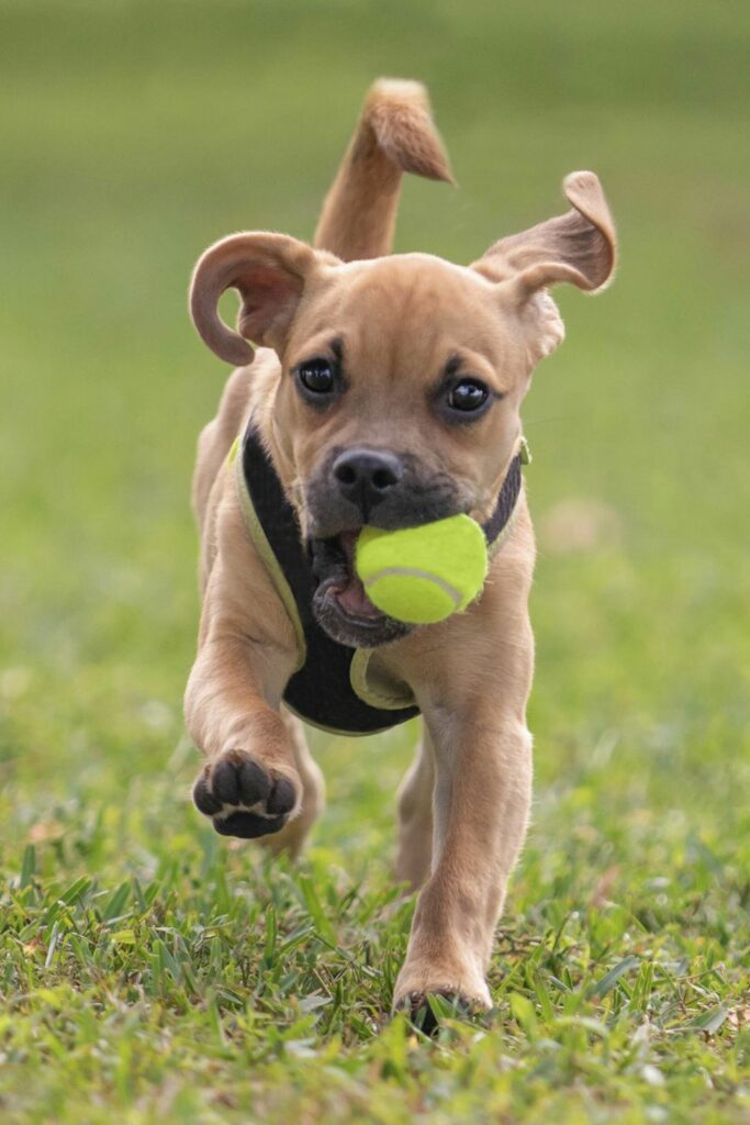 Puppy biting