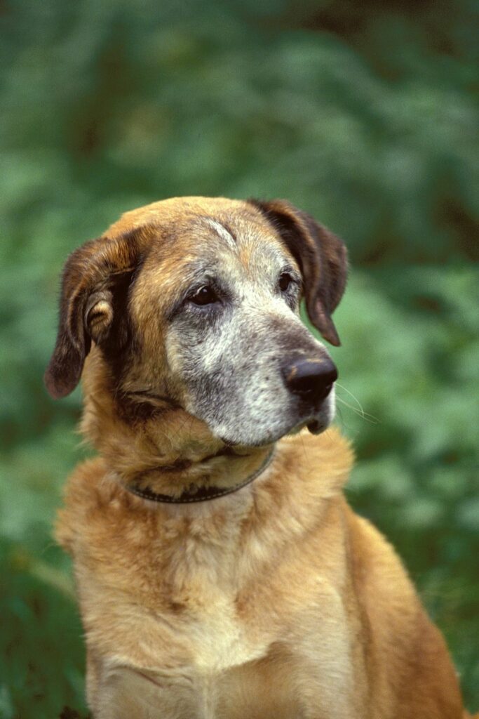 Nutrition for senior dog