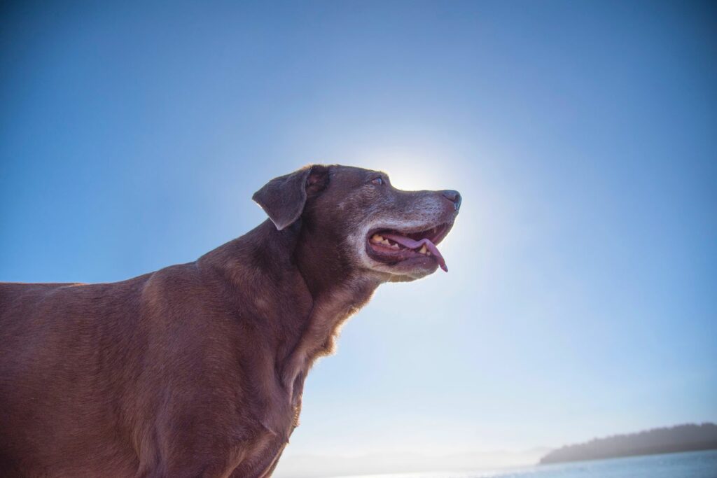 Nutrition for senior dog