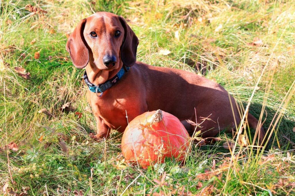 Can dogs eat pumpkin