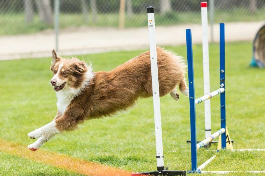 Nutrition for active dogs