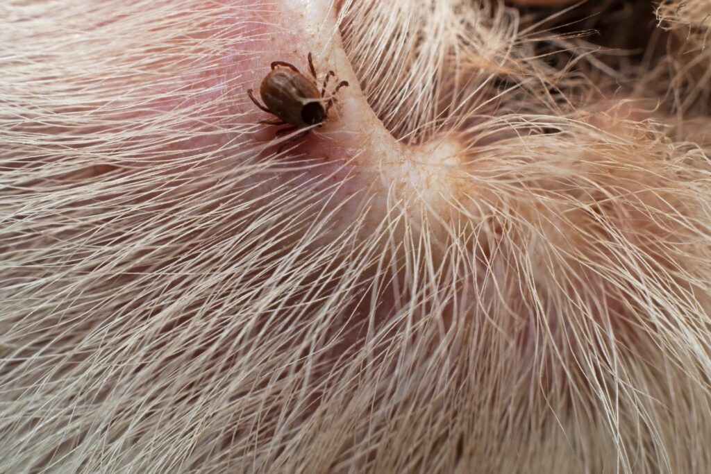 natural tick and flea prevention