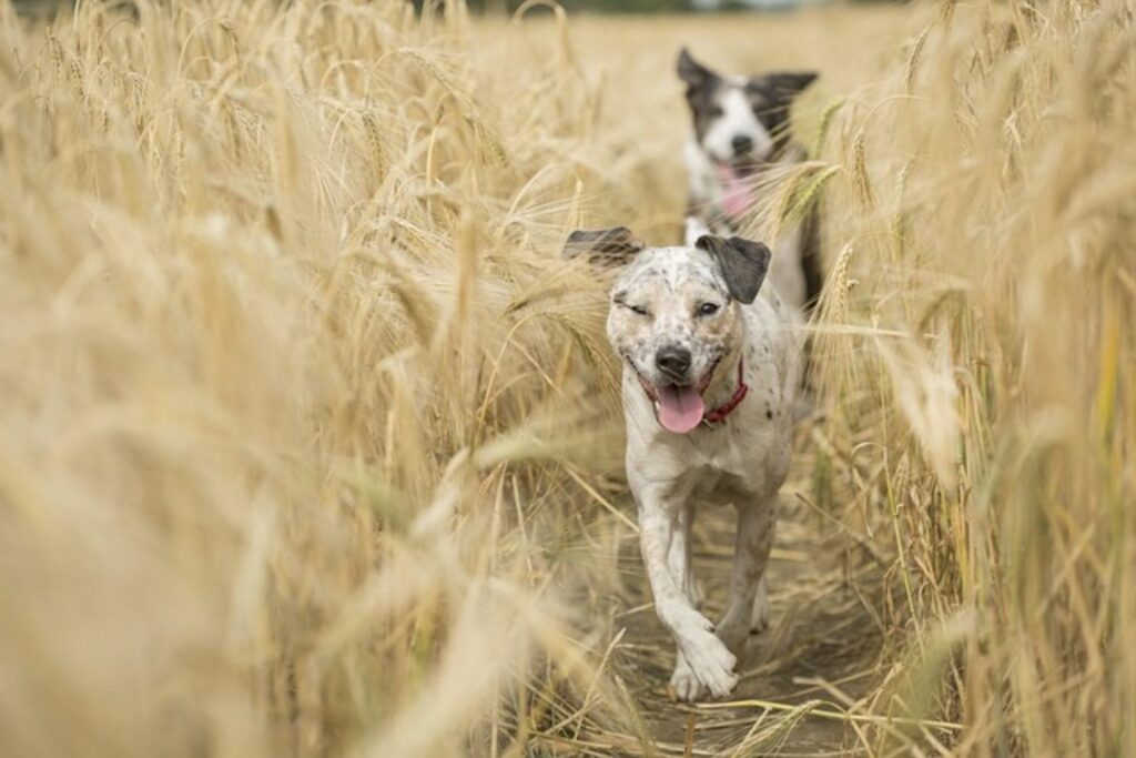 How to Tell if Your Dog is Happy