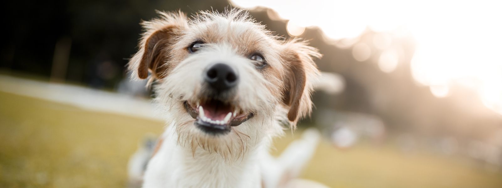 How to Tell if Your Dog is Happy