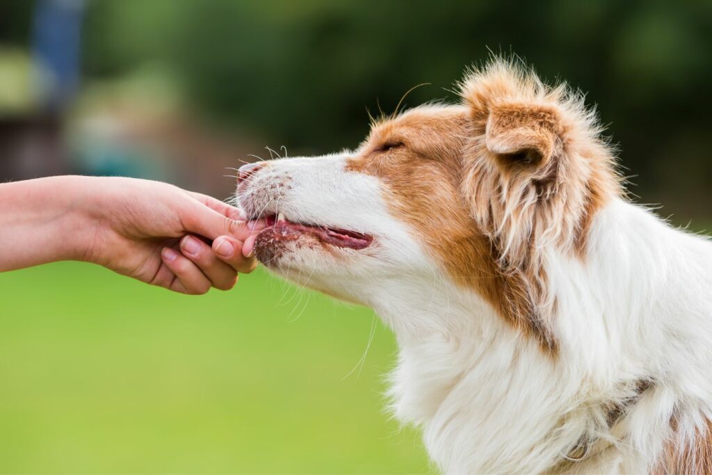 allergy-friendly treats for dogs