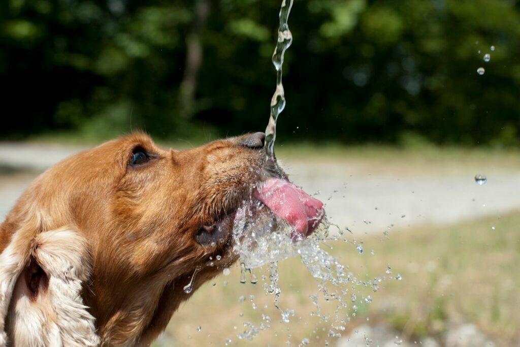 Keep your dog safe from the heat