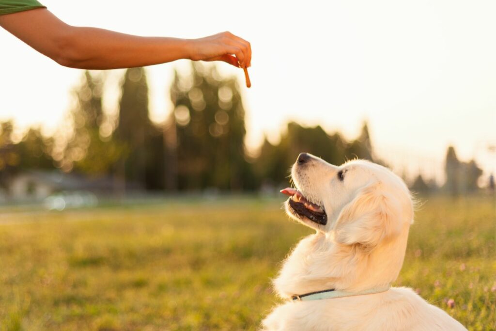 allergy-friendly treats for dogs