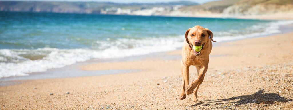 How to Keep Your Dog Safe During Hot Summer Days