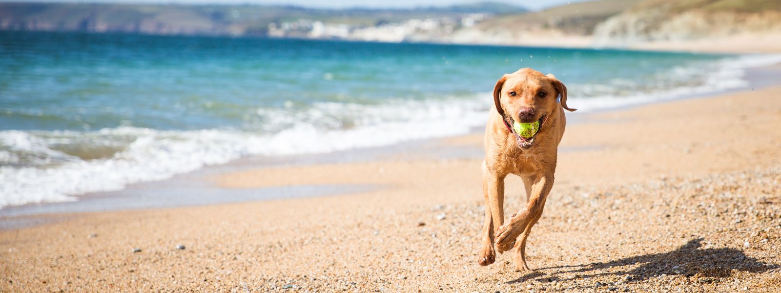 How to Keep Your Dog Safe During Hot Summer Days