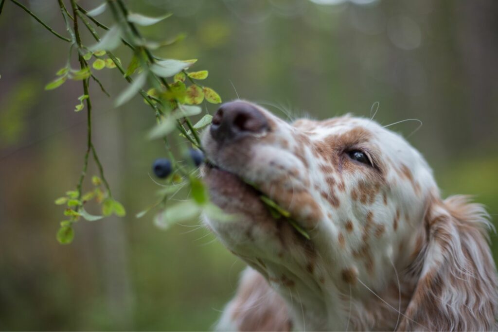 allergy-friendly treats for dogs