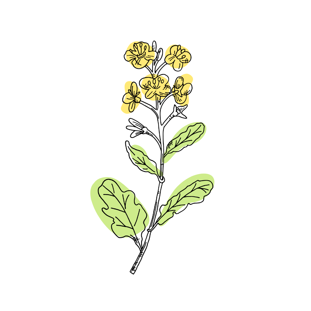 Canola oil