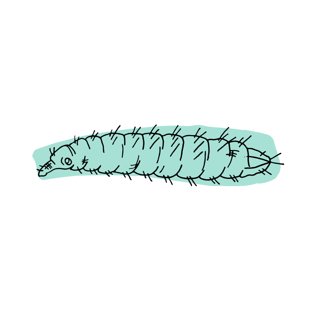 Insect protein