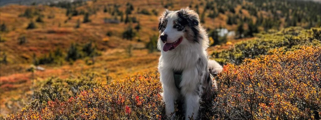 IBD in Dogs: Togo’s Road to Recovery