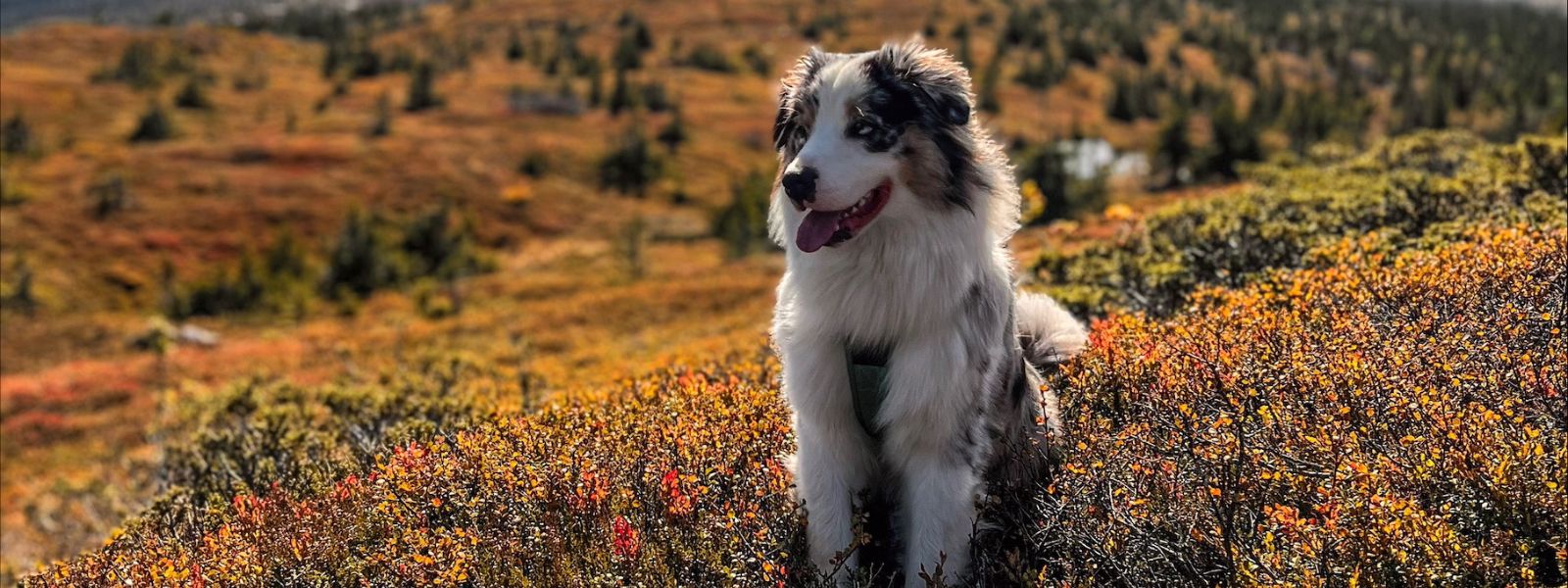 IBD in Dogs: Togo’s Road to Recovery