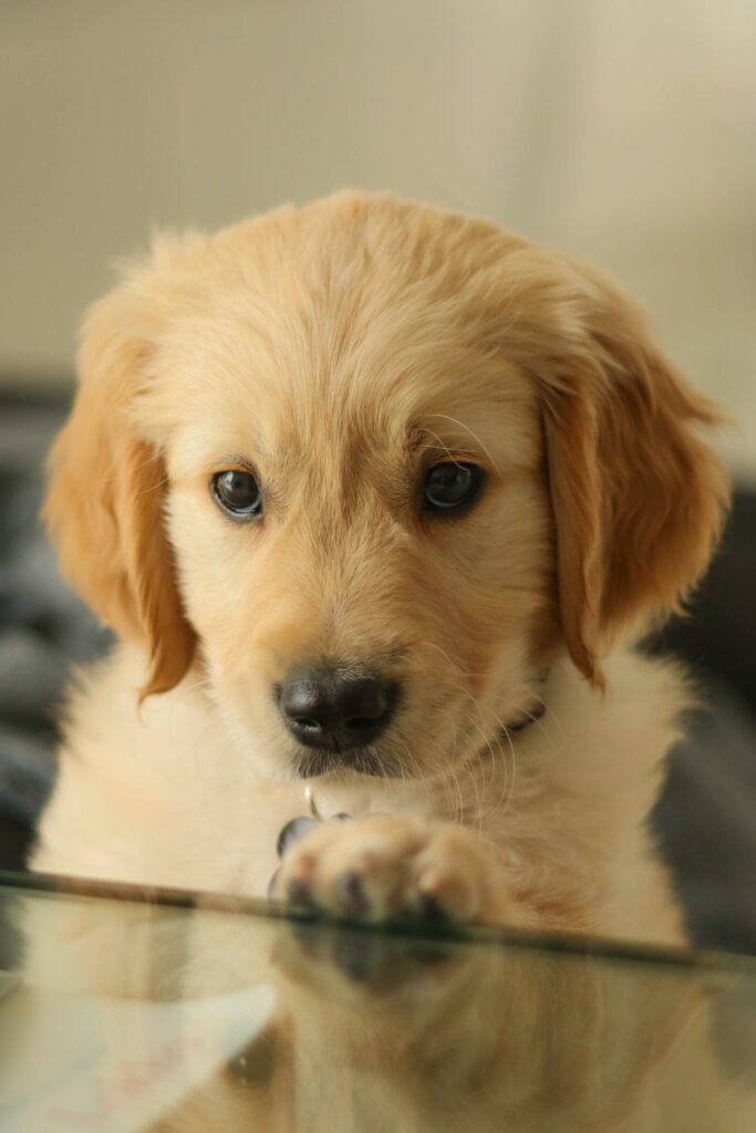 Hypoallergenic