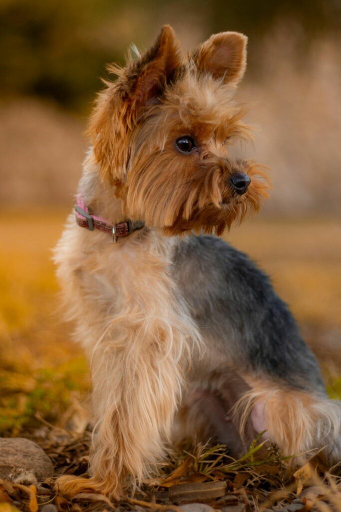 Hypoallergenic