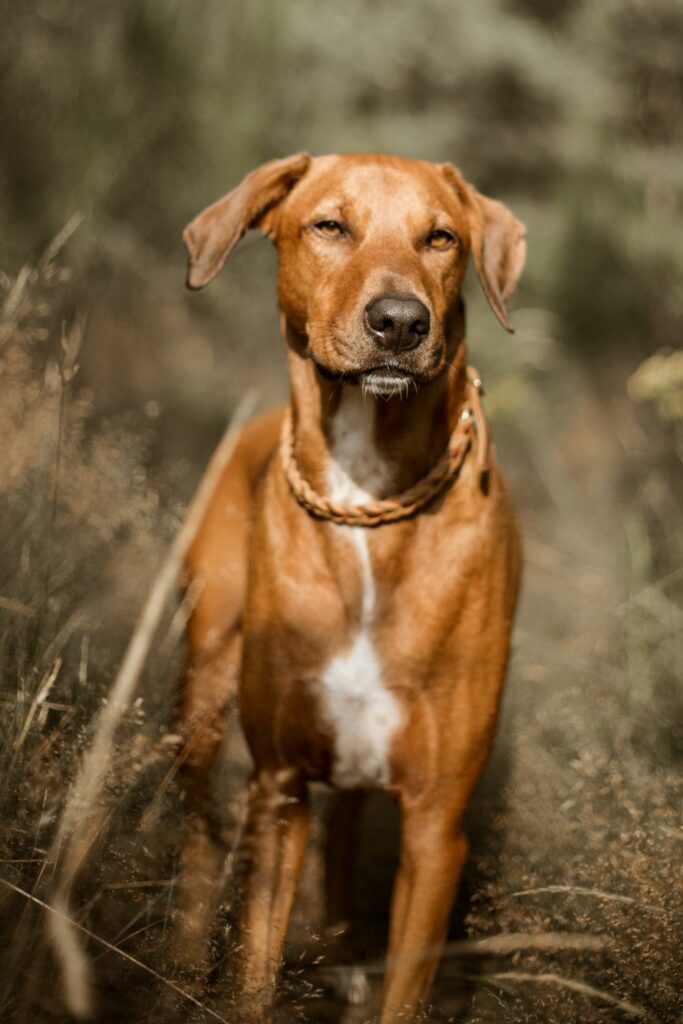 Hypoallergenic