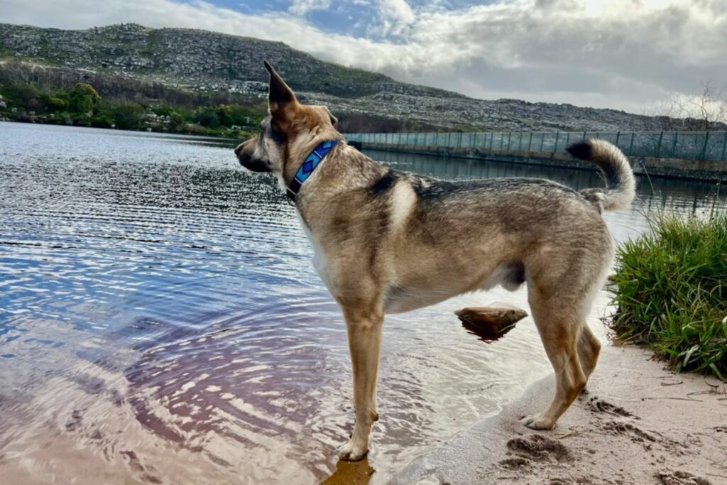 preservatives in dog food