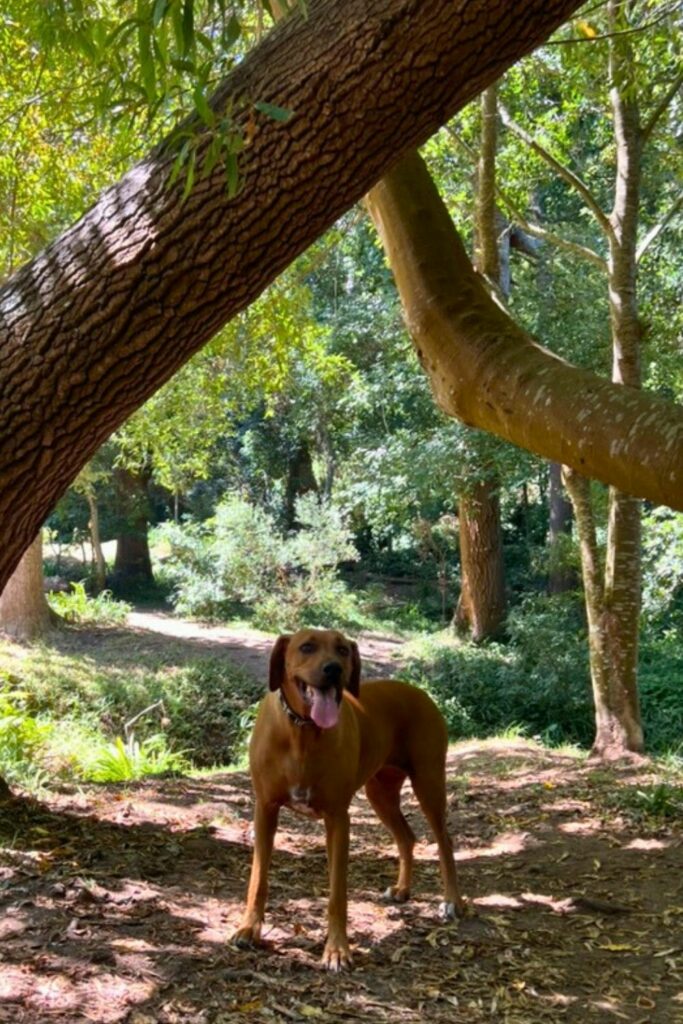 preservatives in dog food