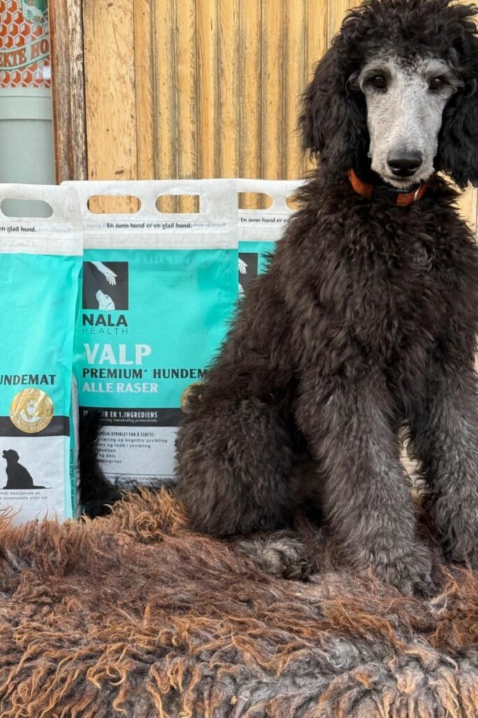 preservatives in dog food