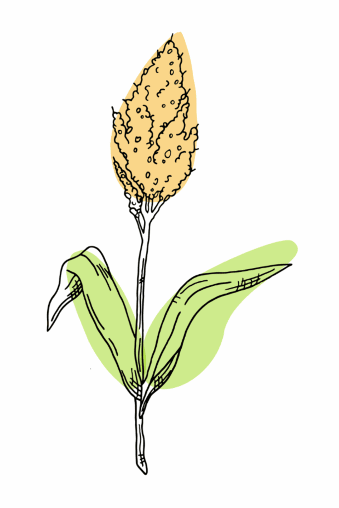 Ingredients in nala health