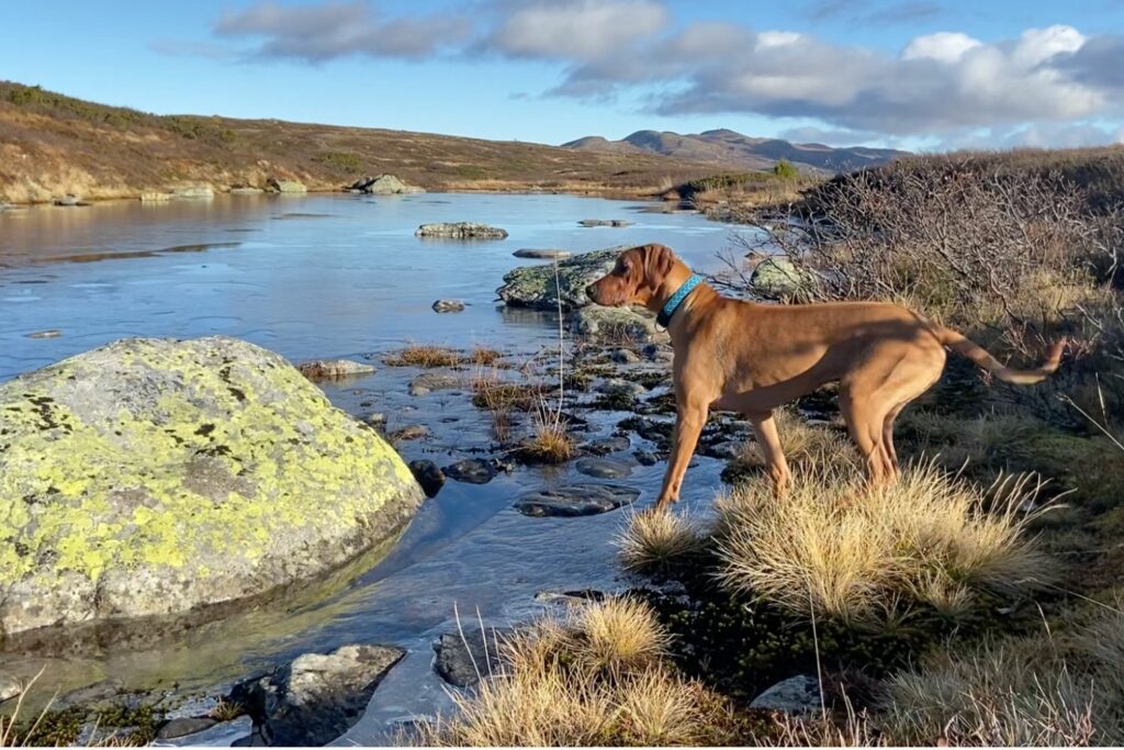 What is in nala health dog food